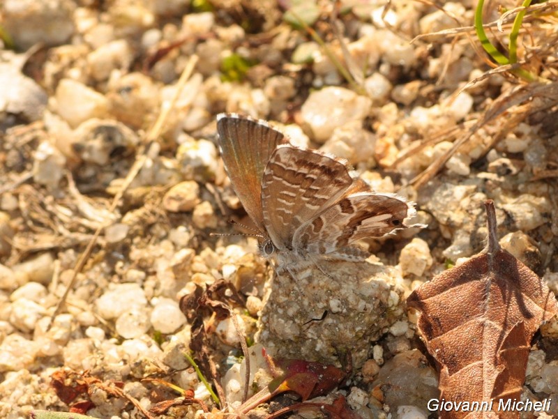 Richiesta ID: Chesias legatella - Geometridae